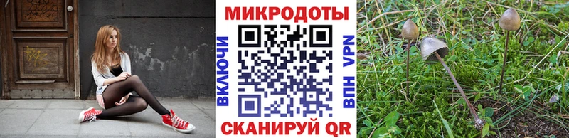 Псилоцибиновые грибы Cubensis  Сураж 